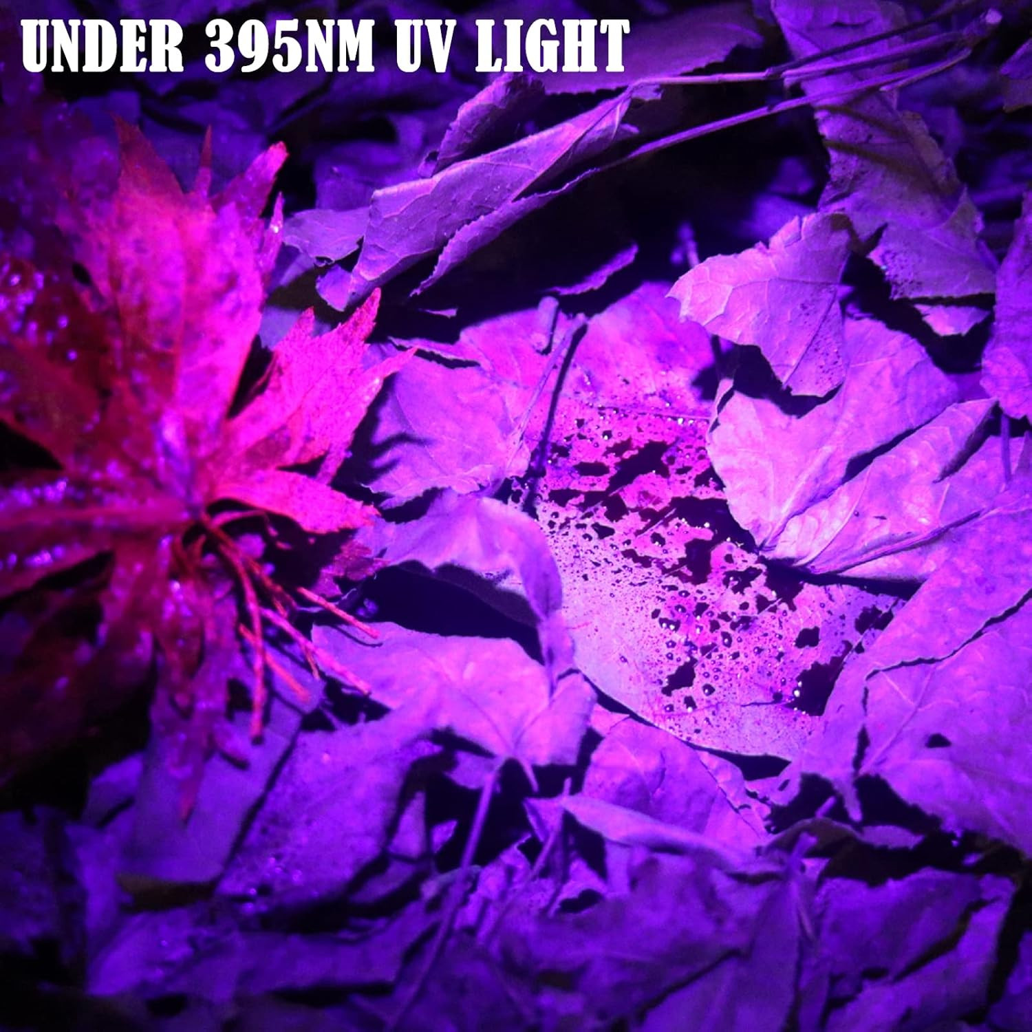 B2 Blood Tracking Light for Deer, Blood Tracker Flashlight for Hunting, Deer Hun